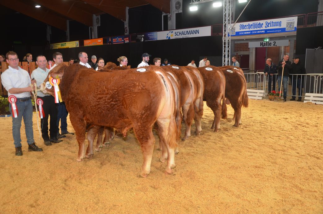 Die Gruppe der Spitzenbullen bei Limousin mit dem Sieger Joel PP vorn, den Stefan Kohlmann für 8000 Euro nach Südhessen verkaufen konnte.