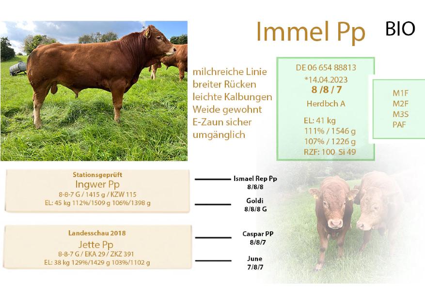  Verkaufsbulle Immel Pp