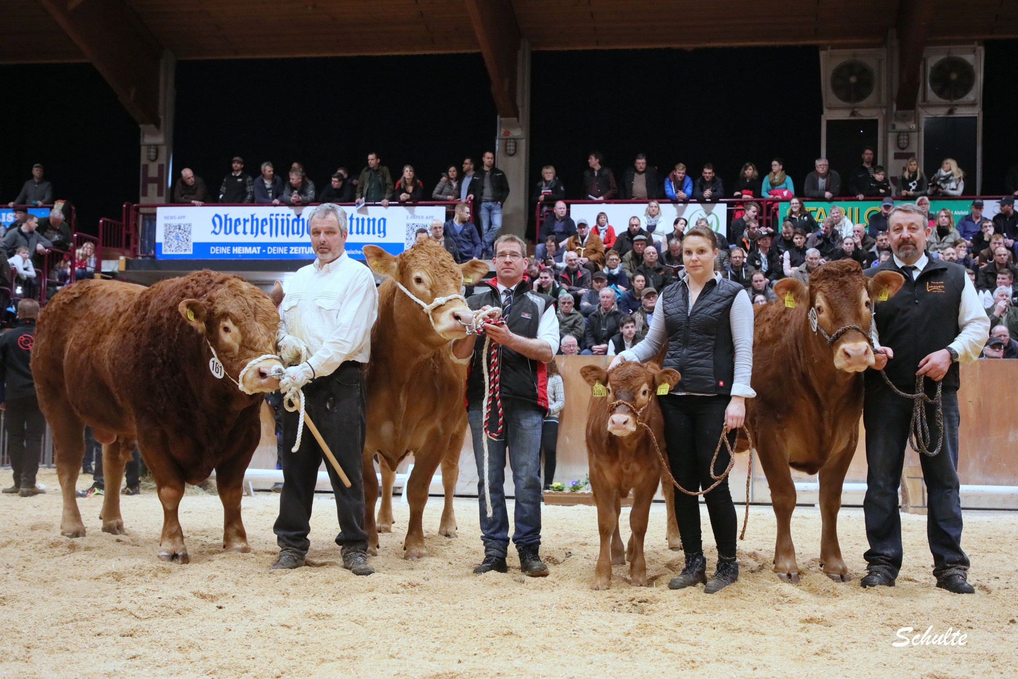 371 Sieger Limousin